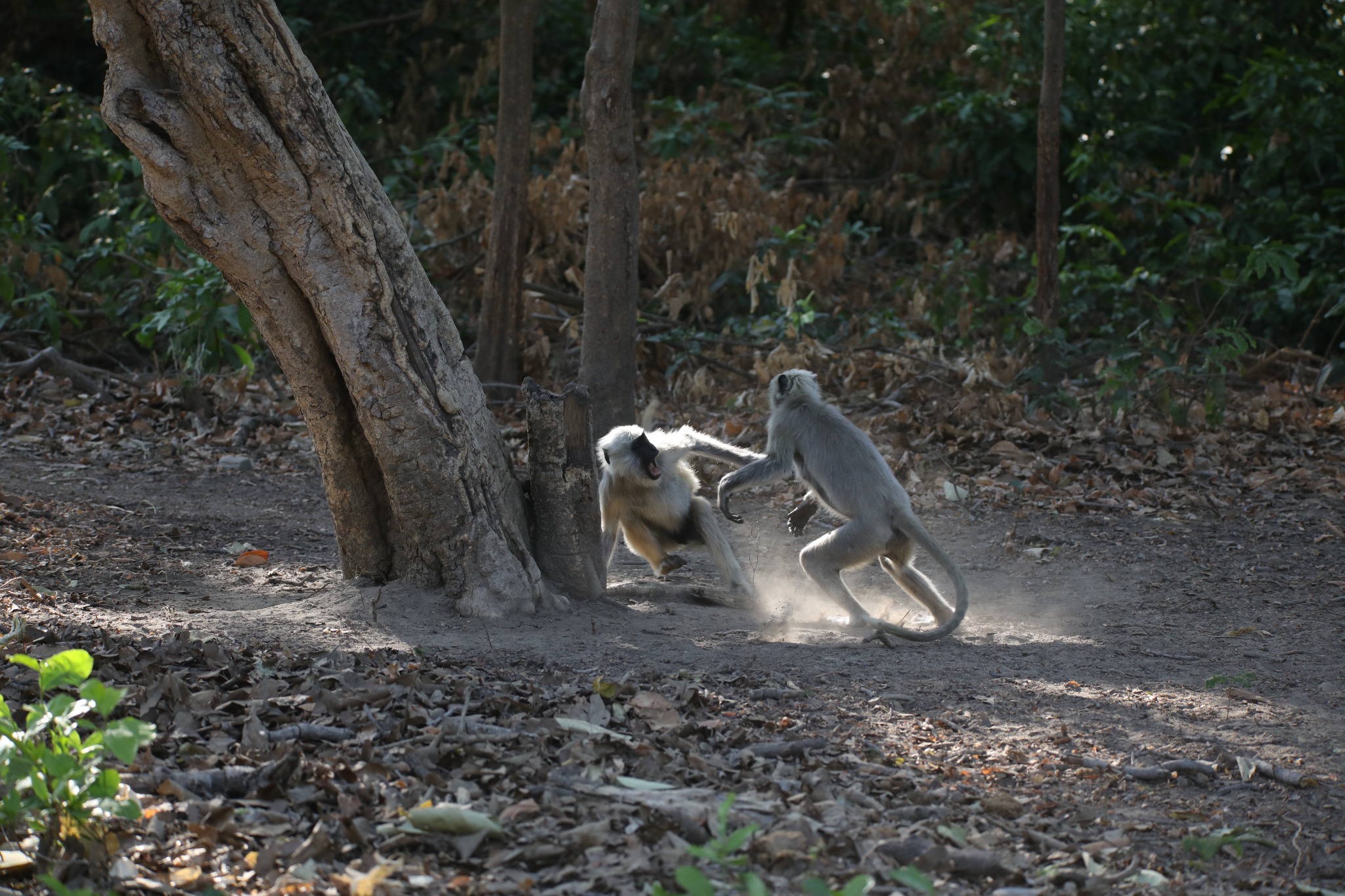 Wildlife in the Jim Corbett area