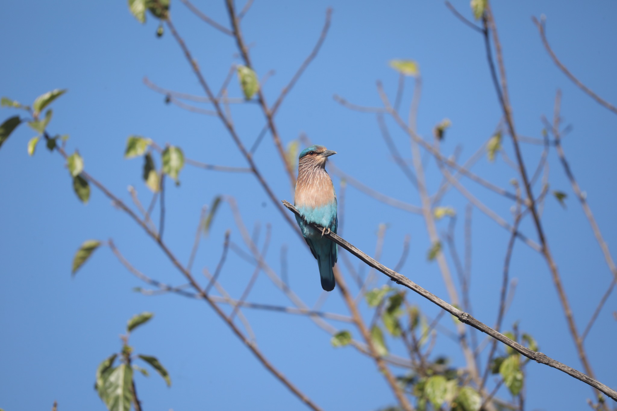 Birdlife in the Jim Corbett area