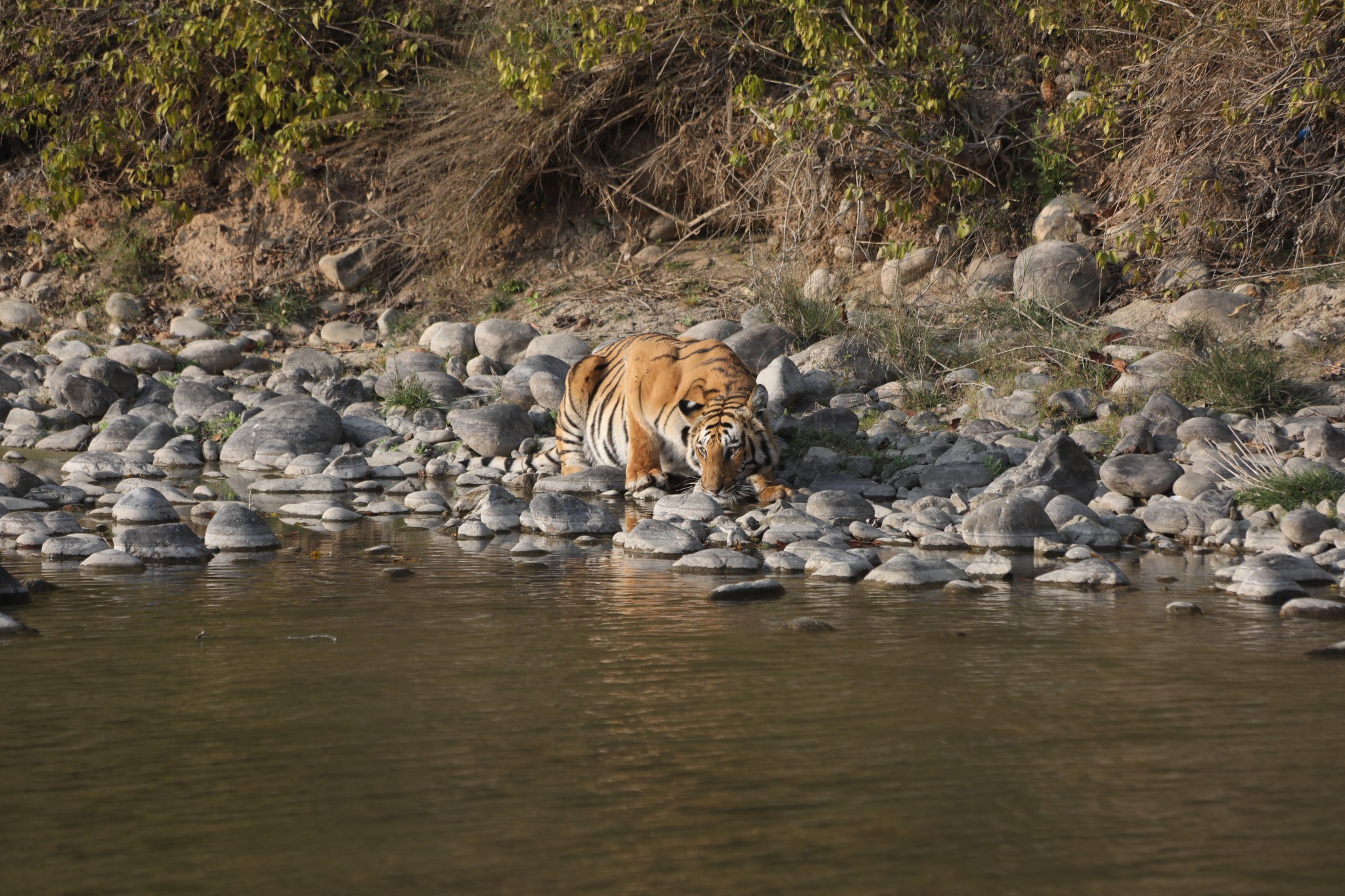 Tiger near water in the Jim Corbett area