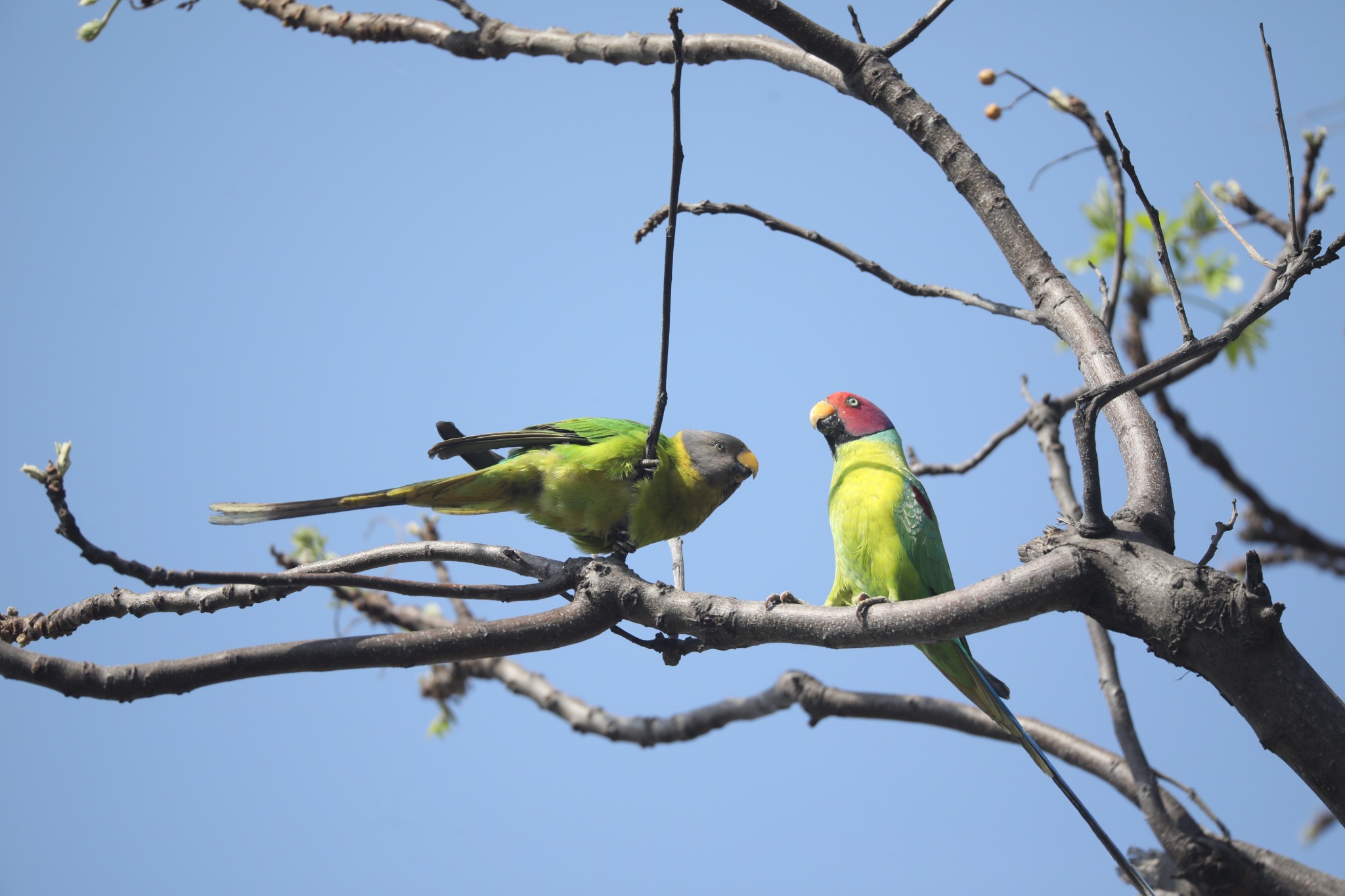 Jim Corbett area safari and wildlife photograph