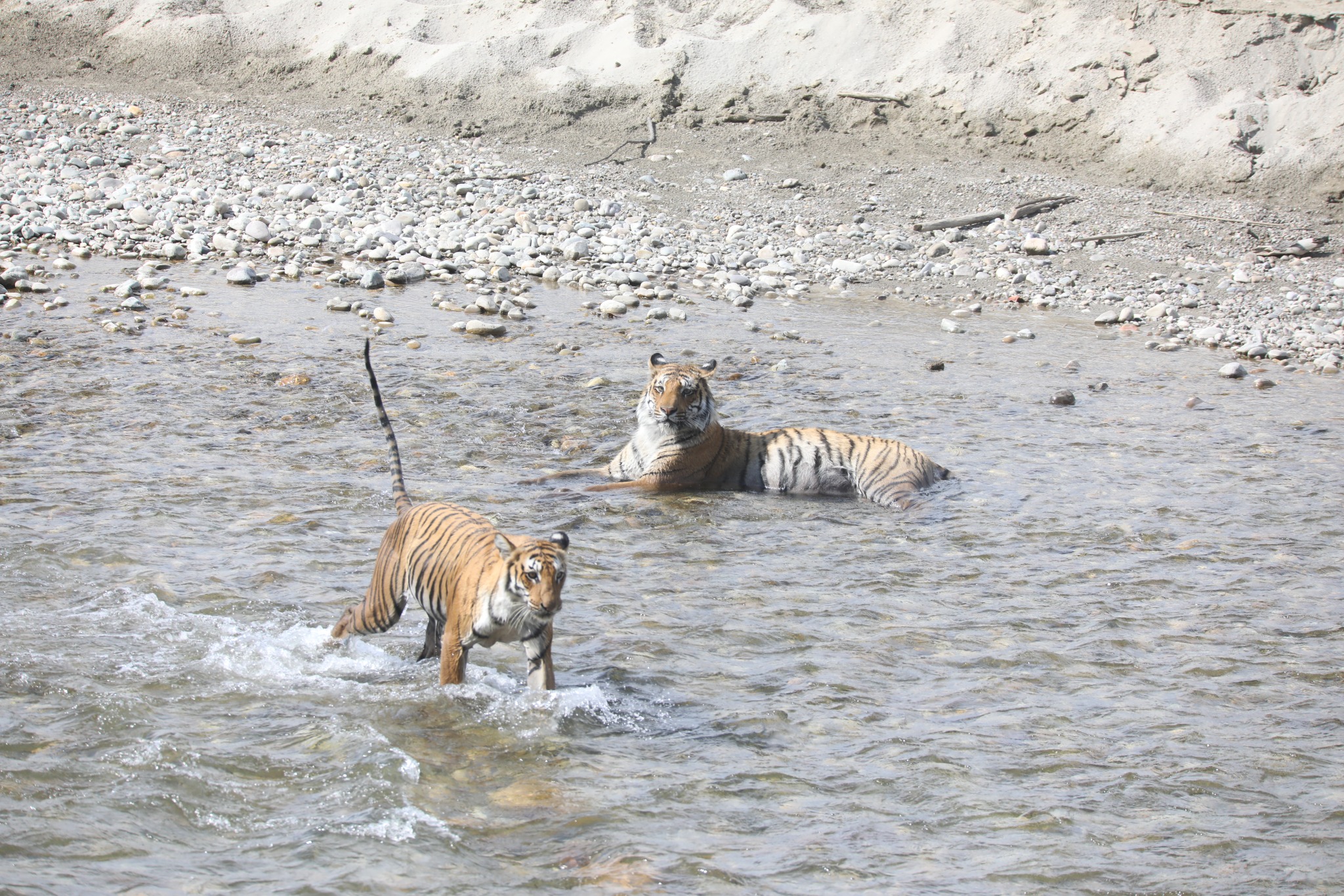 Wildlife landscape in the Jim Corbett area