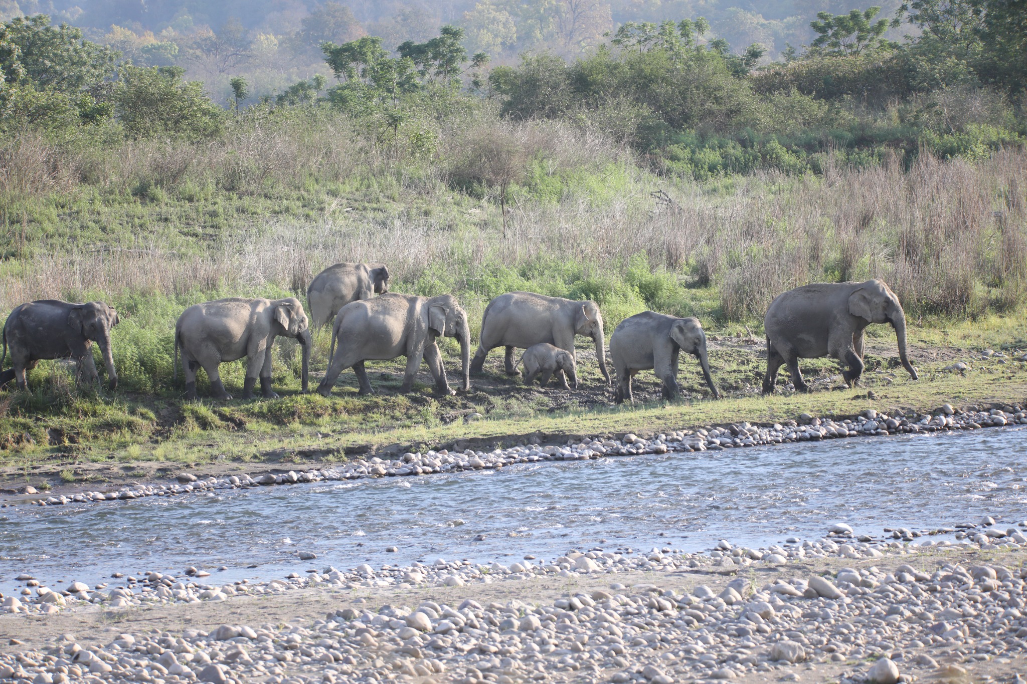 Elephants near a river in the Jim Corbett area