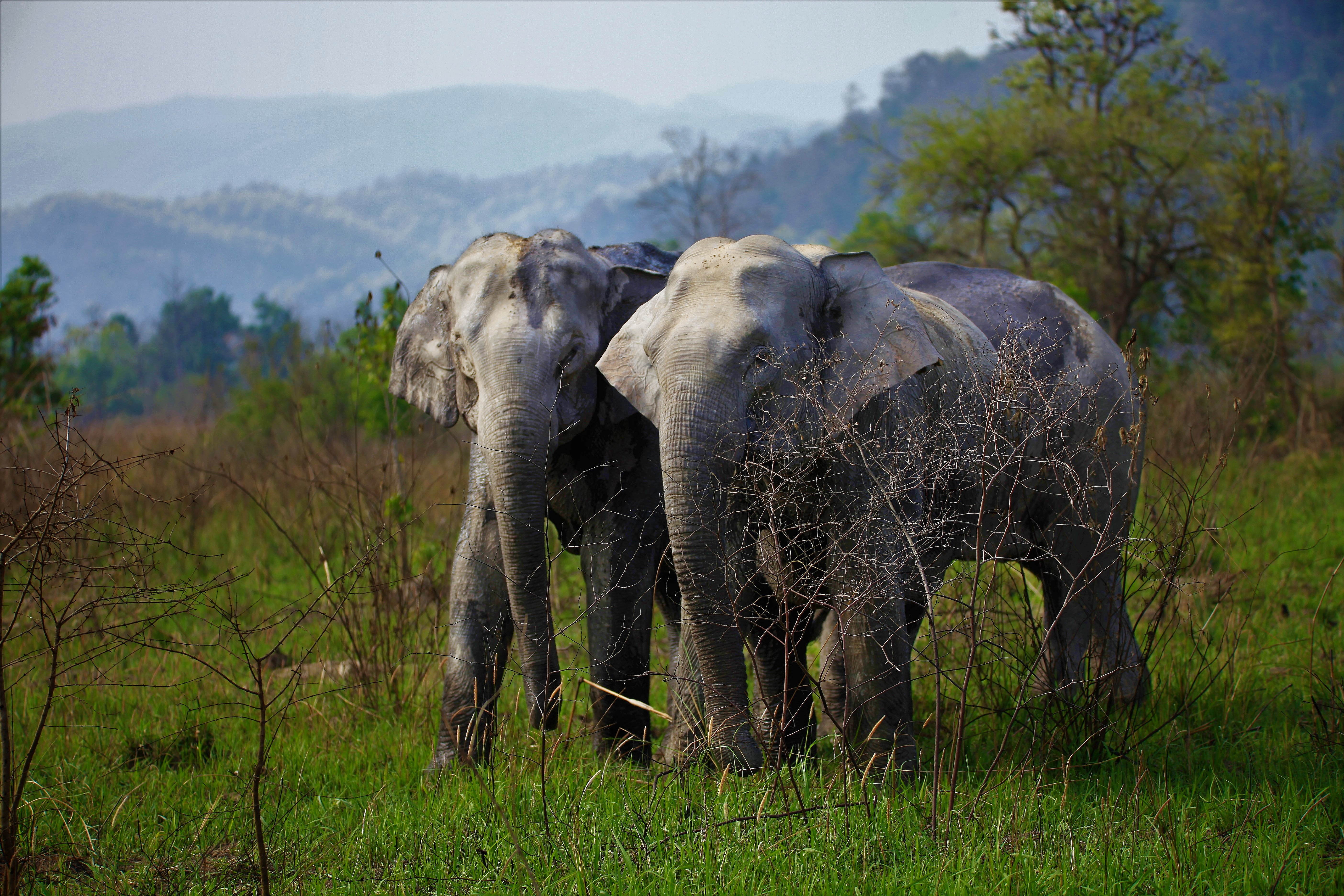 Diverse habitat of Corbett National Park
