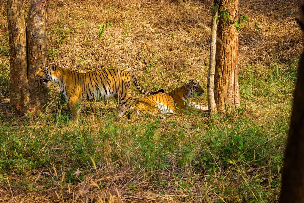 Jeep in Garjia Safari Zone, Corbett