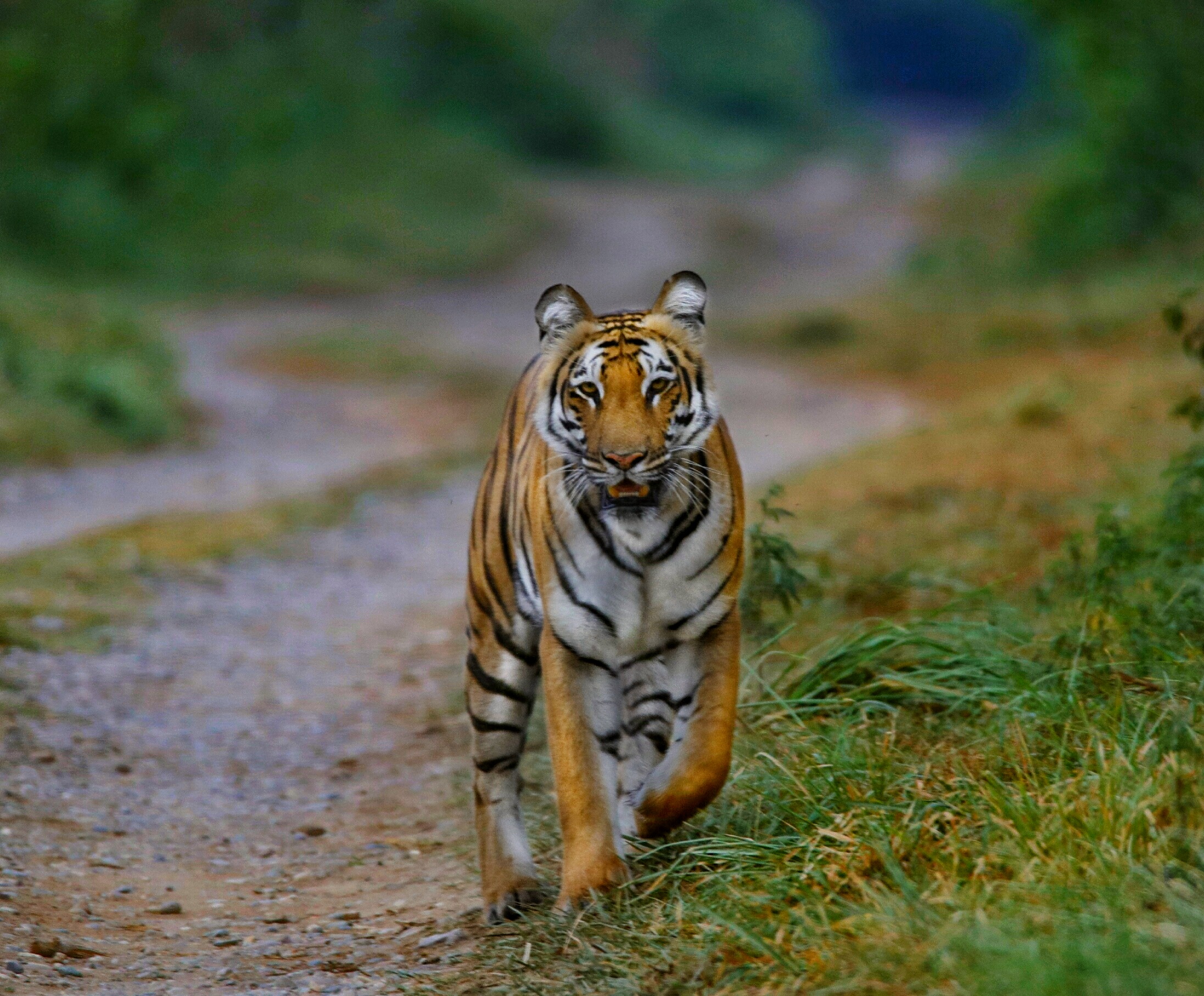 Corbett Tourist Zone Image 1