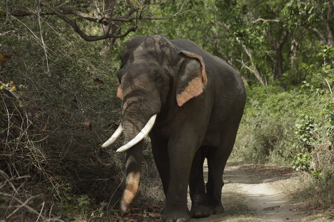 Angling on the Ramganga River near Marchula