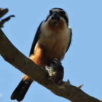 Wildlife in Jhirna Safari Zone