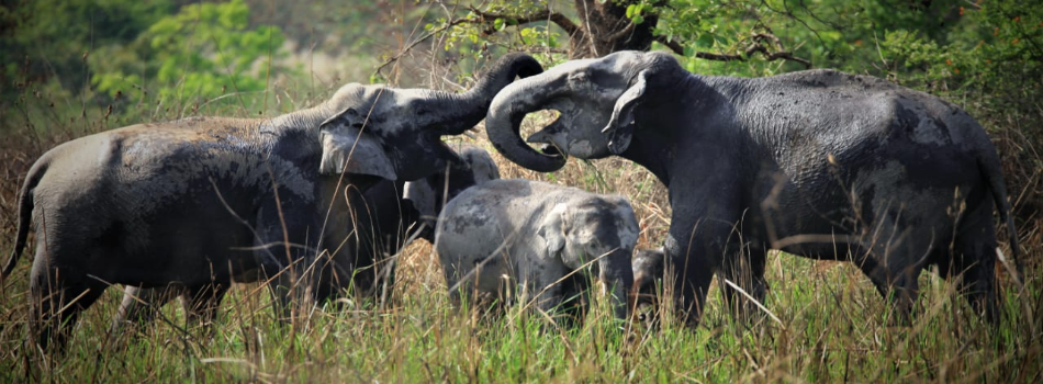 Elephants in Corbett National Park