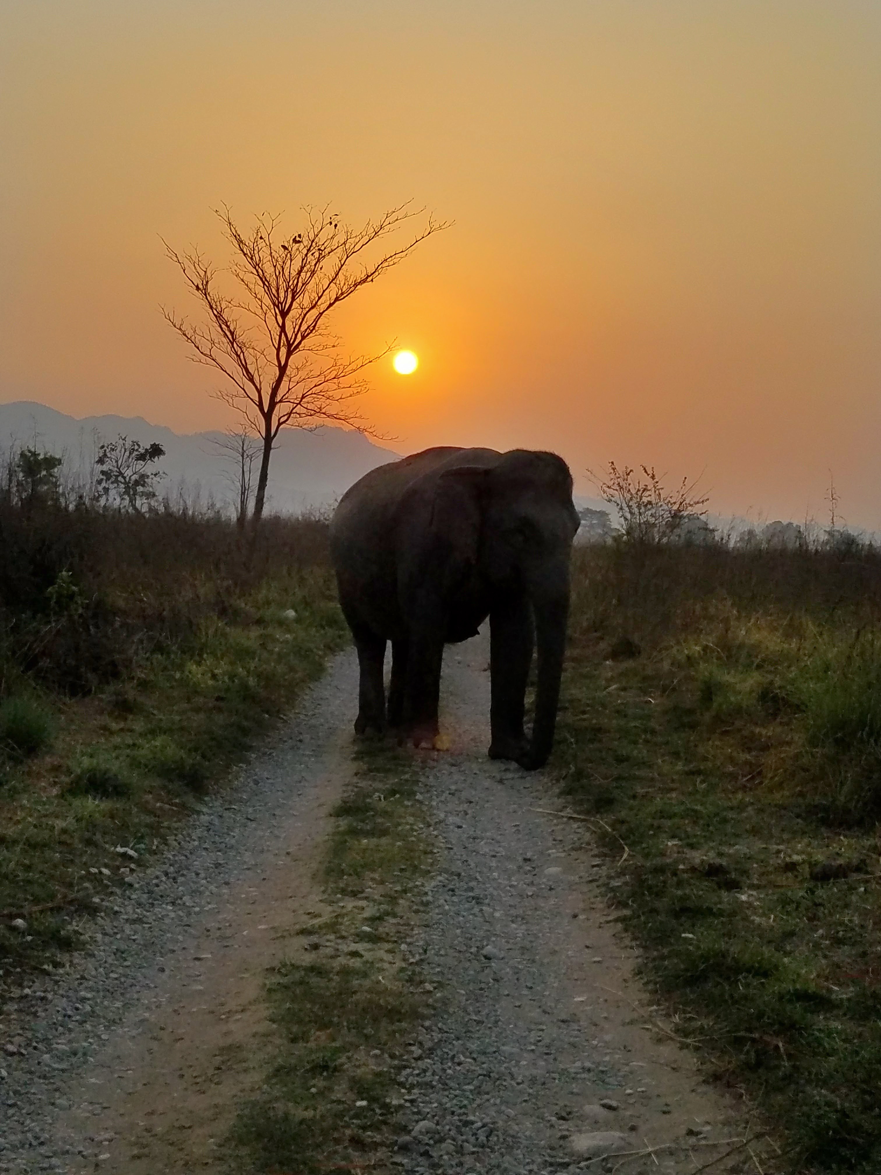 Elephant Safari in Jim Corbett National Park